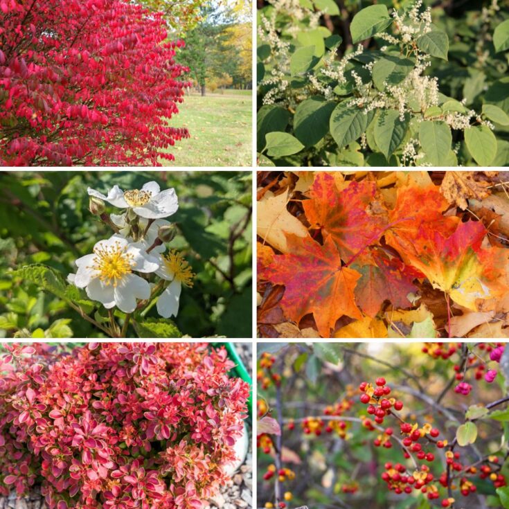 New Hampshire invasive plants collage.