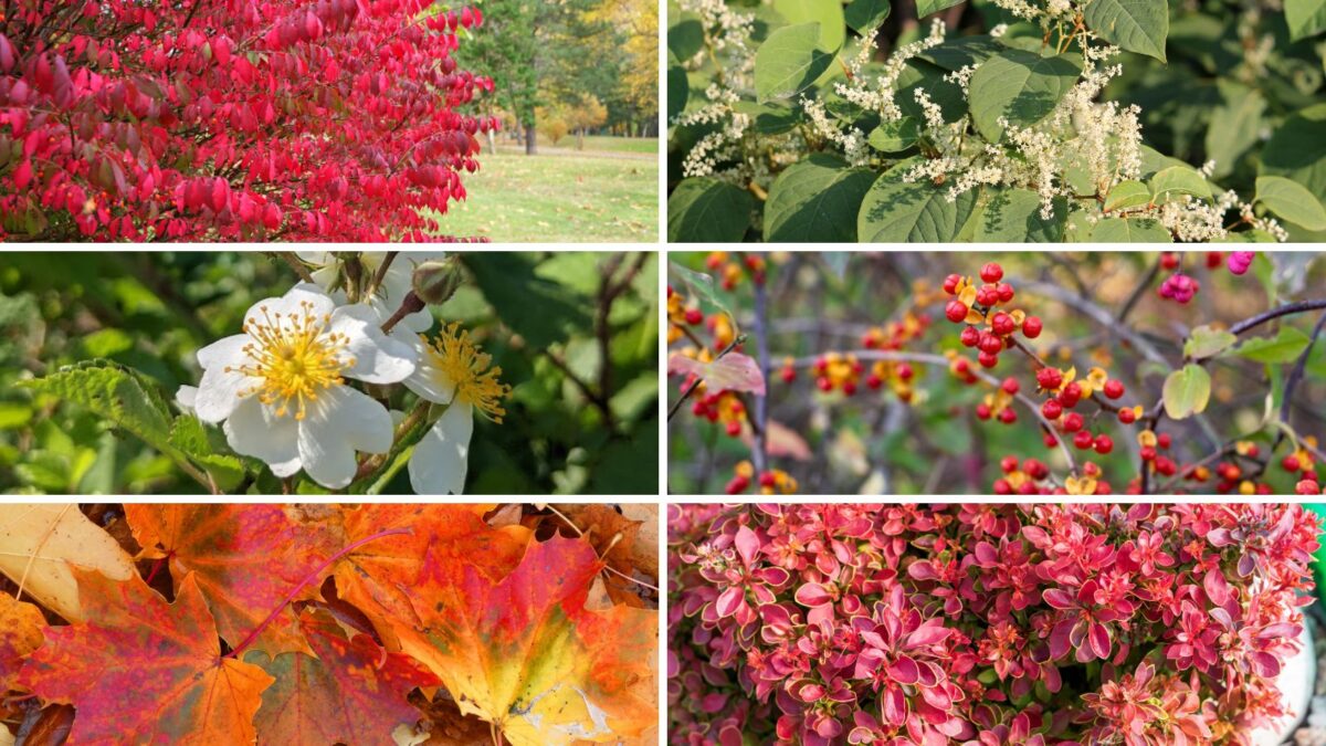 New Hampshire invasive plants collage. 