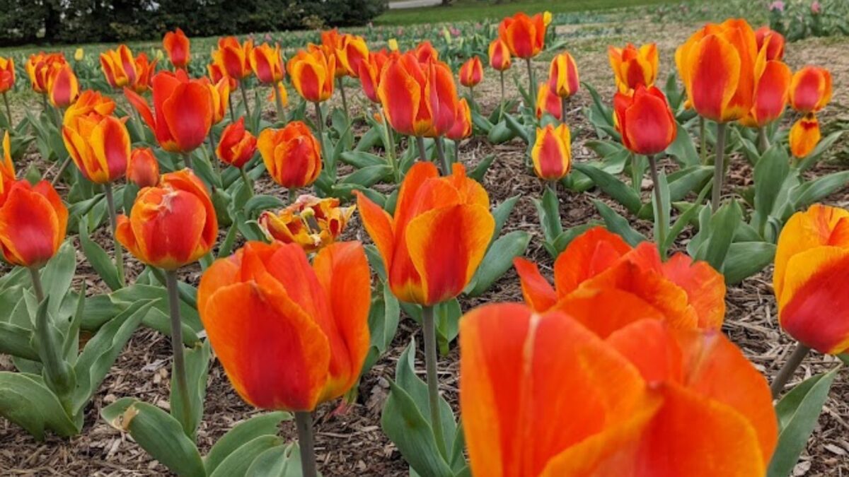 bright orange tulips.