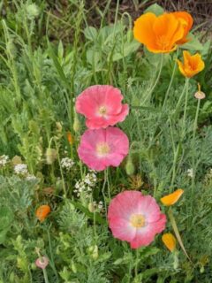 poppies in a wildflower meadow,
