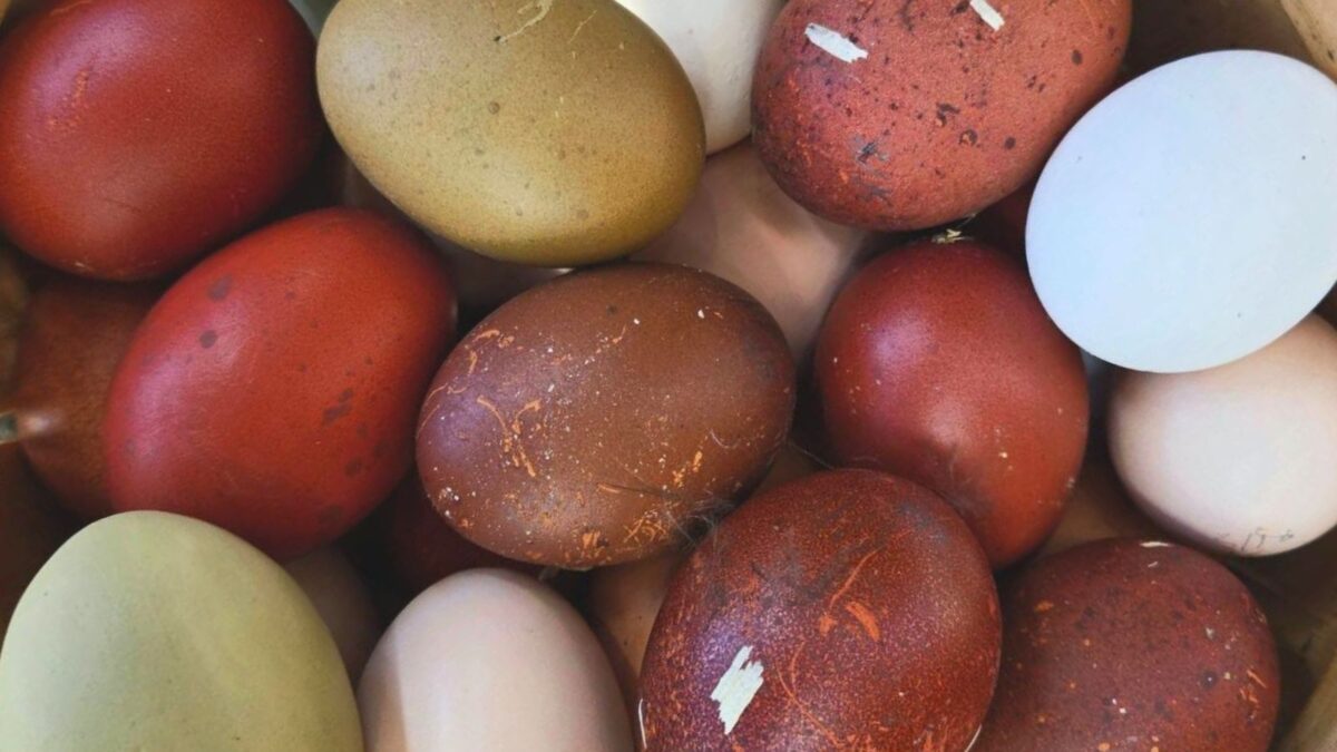 Colorful eggs from Rainbow Chicken Farm