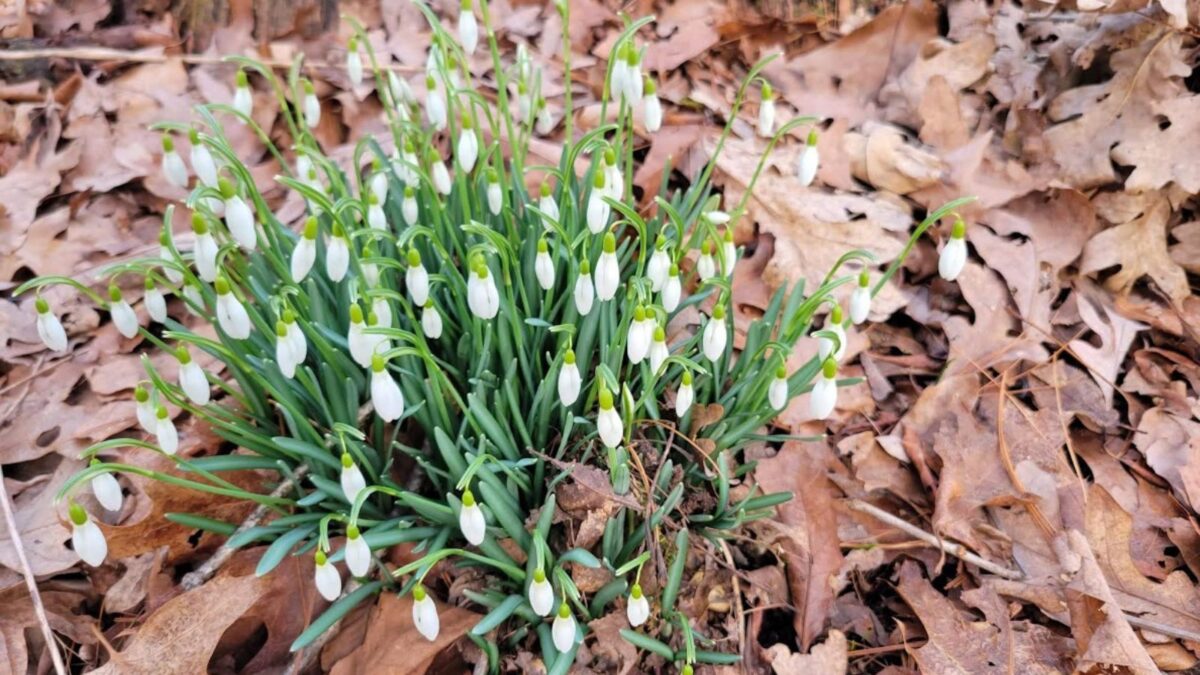 A clump of snowdrop flowers. 