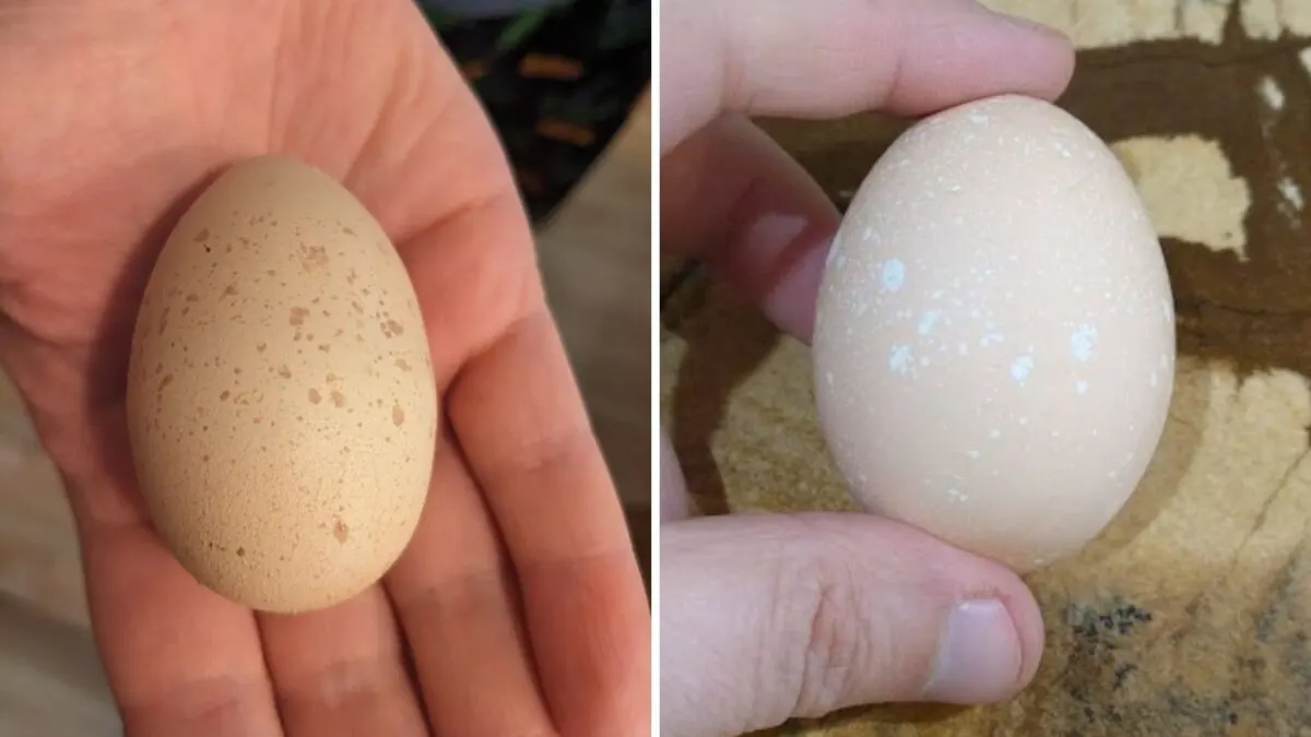 speckled eggs: white and brown speckles.
