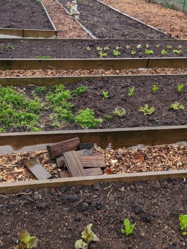 HOW TO GROW VEGETABLES IN BACKYARD visual data 3