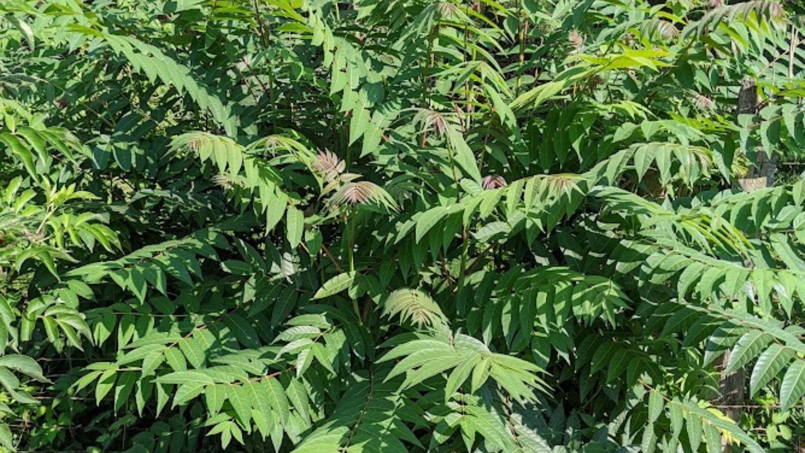 Tree of heaven.