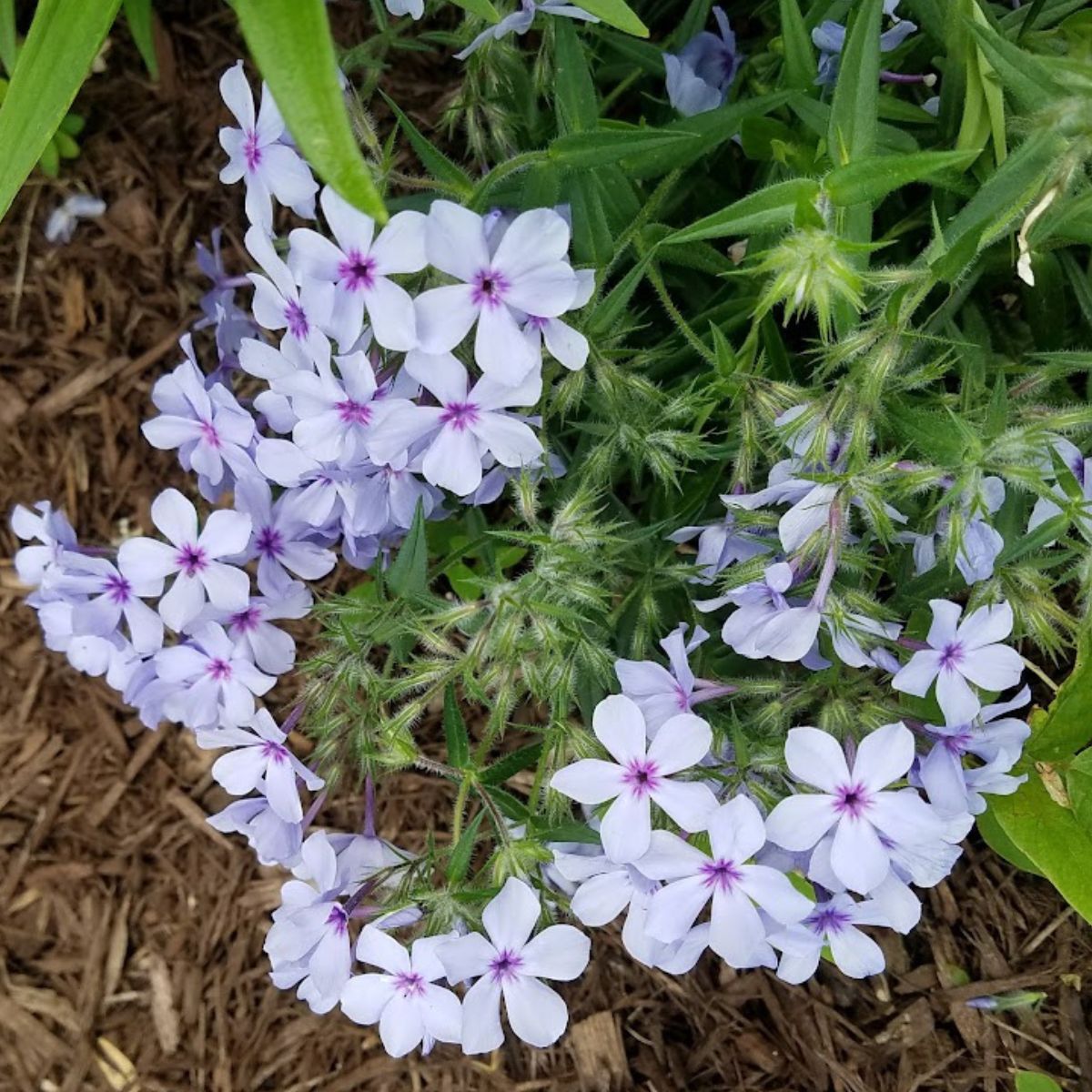 white creeping phlox with purple centers.