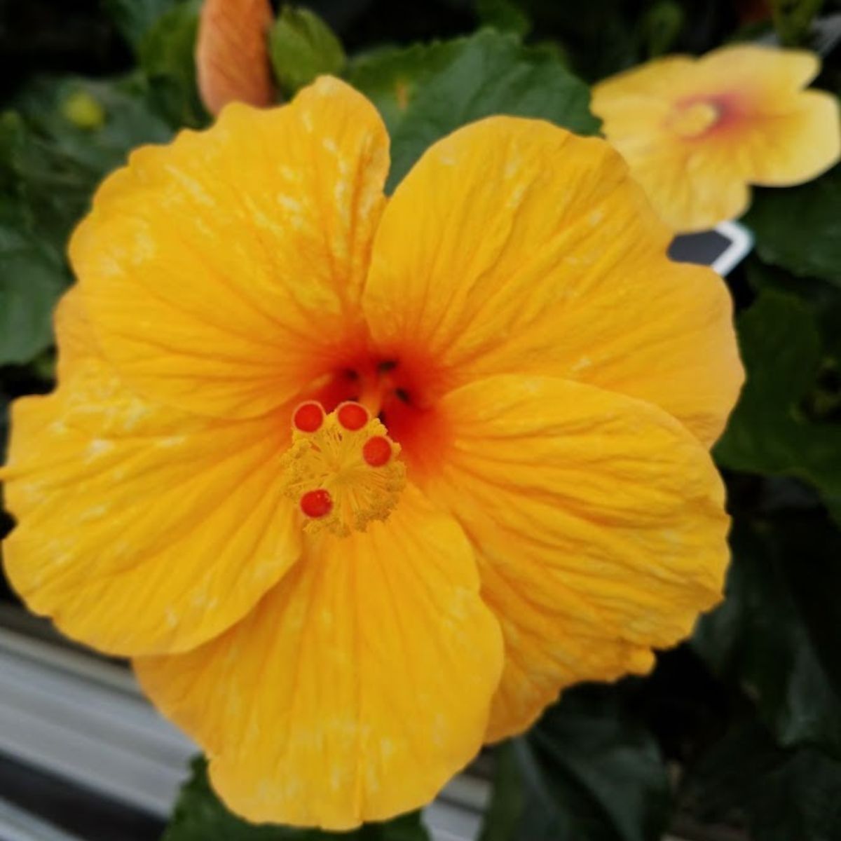 yellow hibiscus flower.