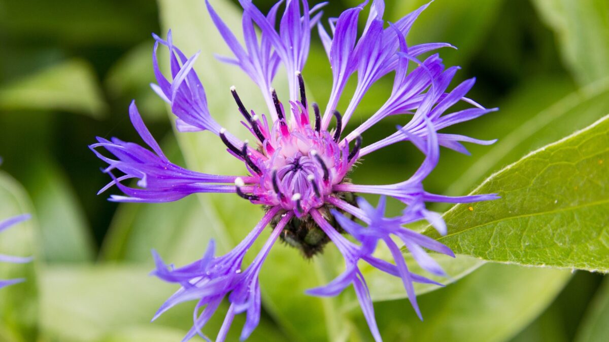 Centaurea montana - perennial cornflower.