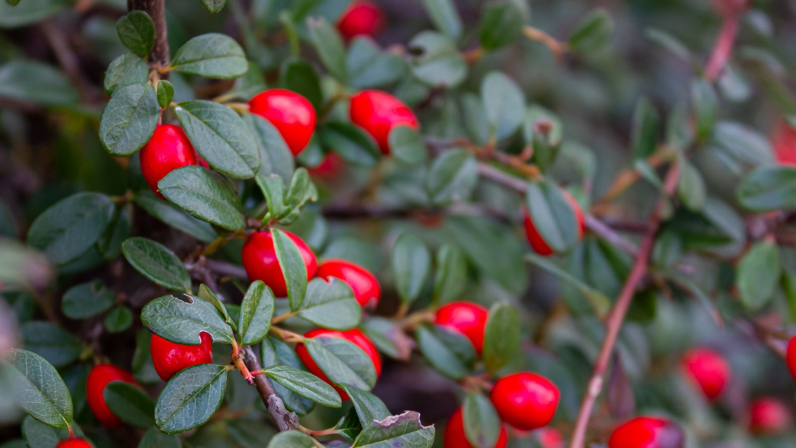 Cotoneaster horizontalis