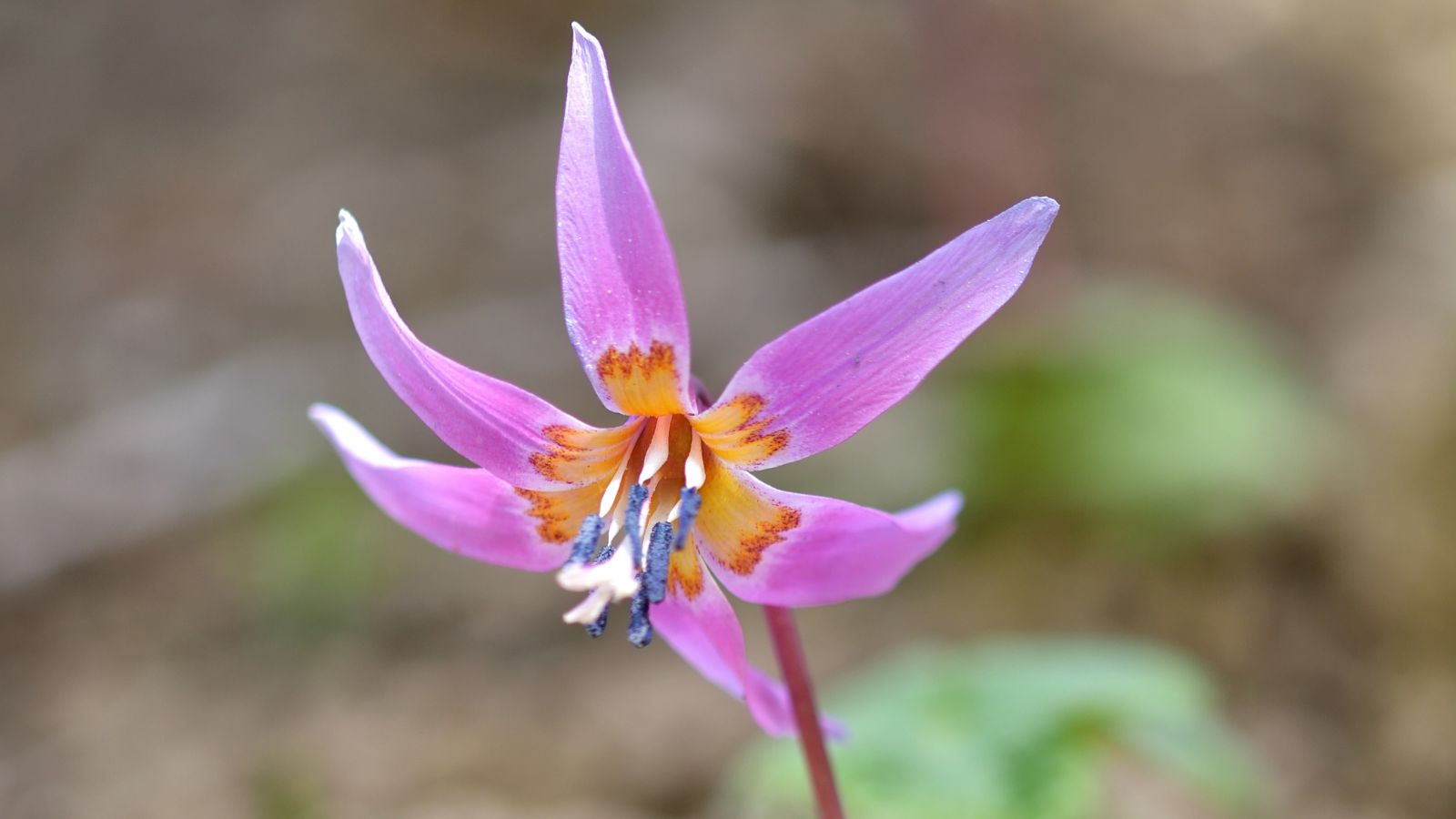 Dogtooth violet