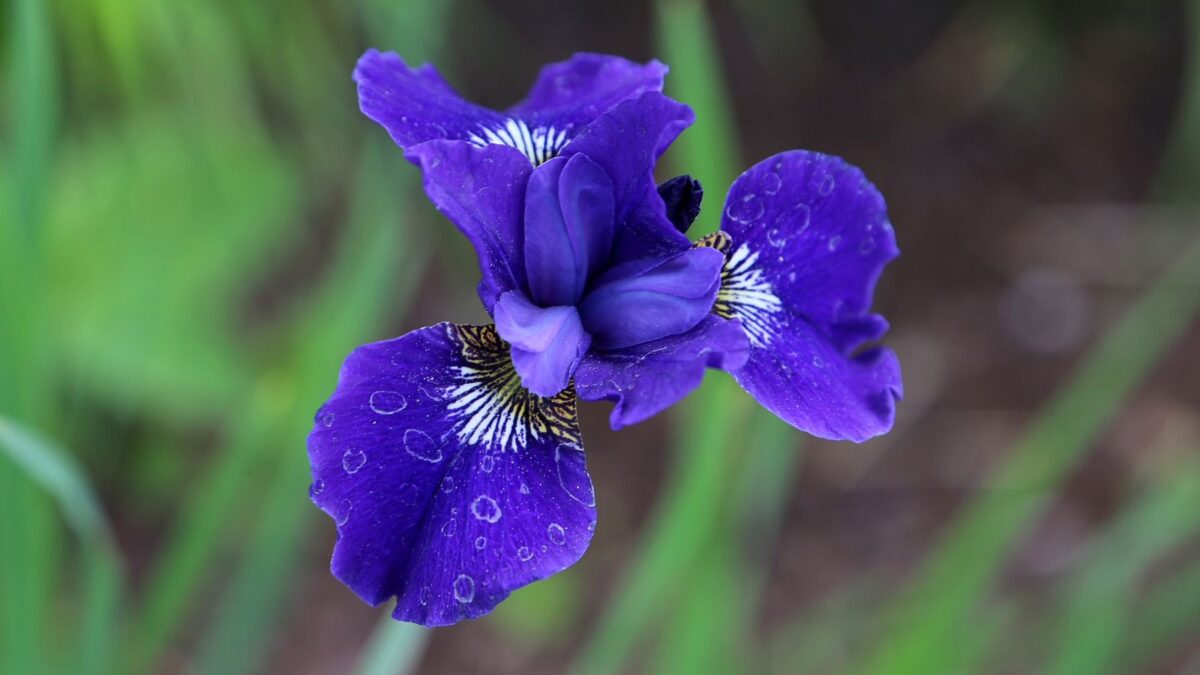 Iris versicolor - gorgeous blue iris flower.