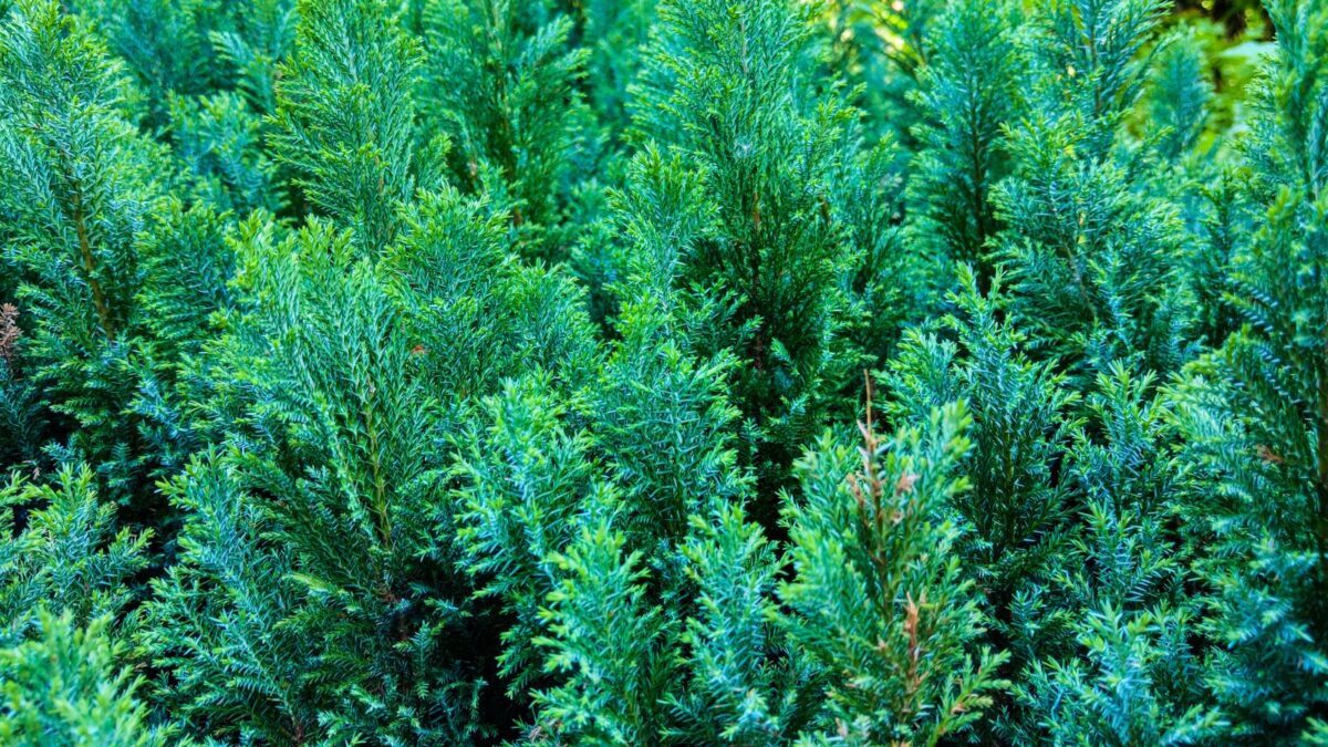 Juniperus horizontalis
