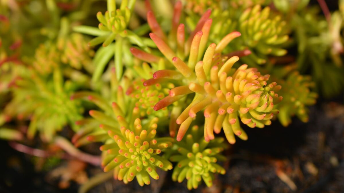 Sedum rupestre - stonecrop.