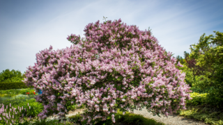 lovely lilac tree