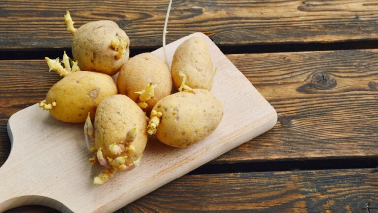 sprouted potatoes on a cutting board