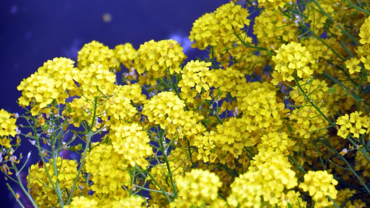 basket of gold.