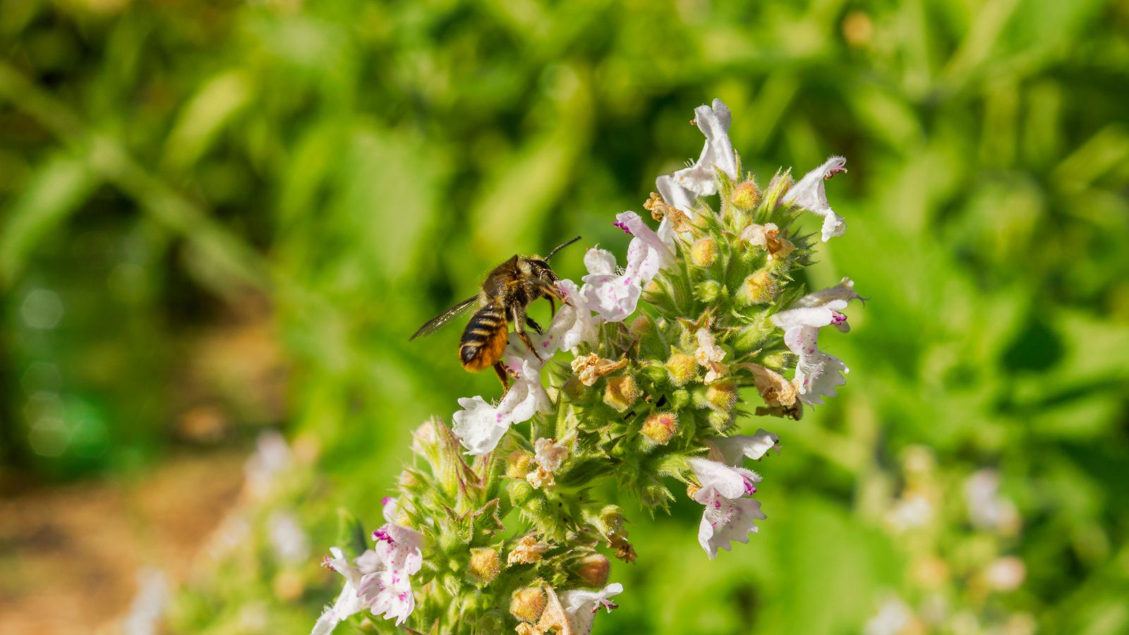 bee on catnip flowers.