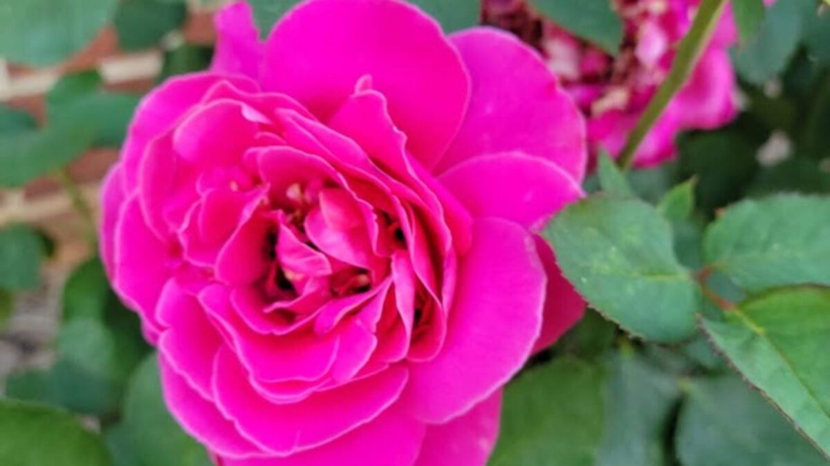 bright pink rose.