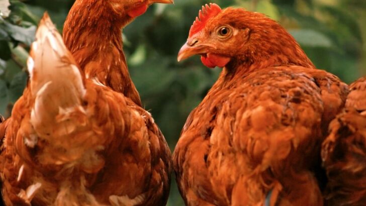 Quick Guide To Raising Backyard Chickens