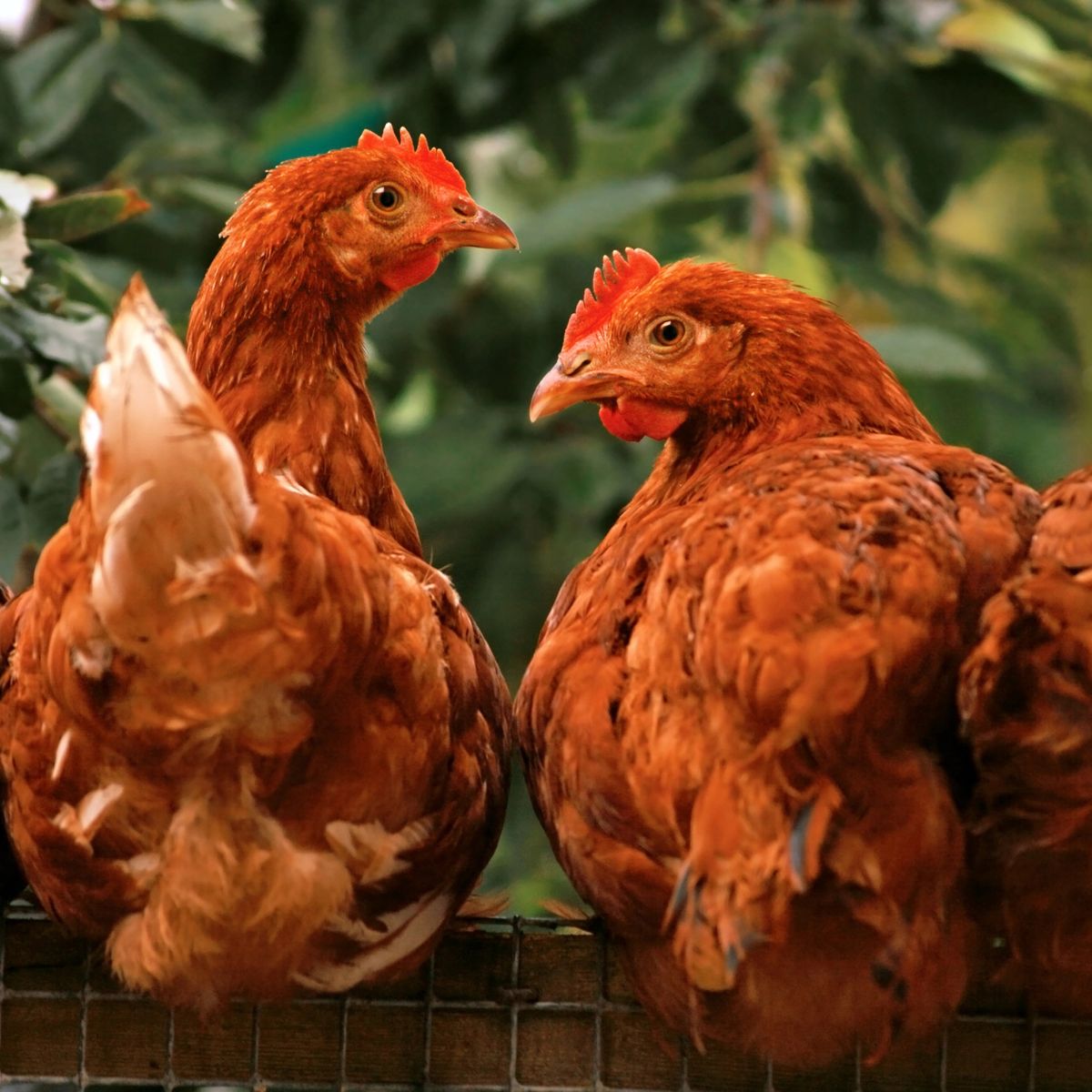 brown chickens on a roost.