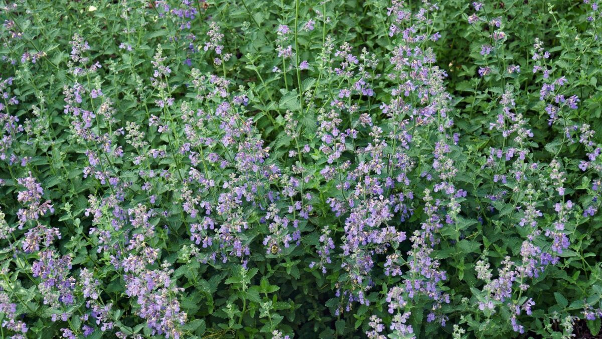 catmint flowers.