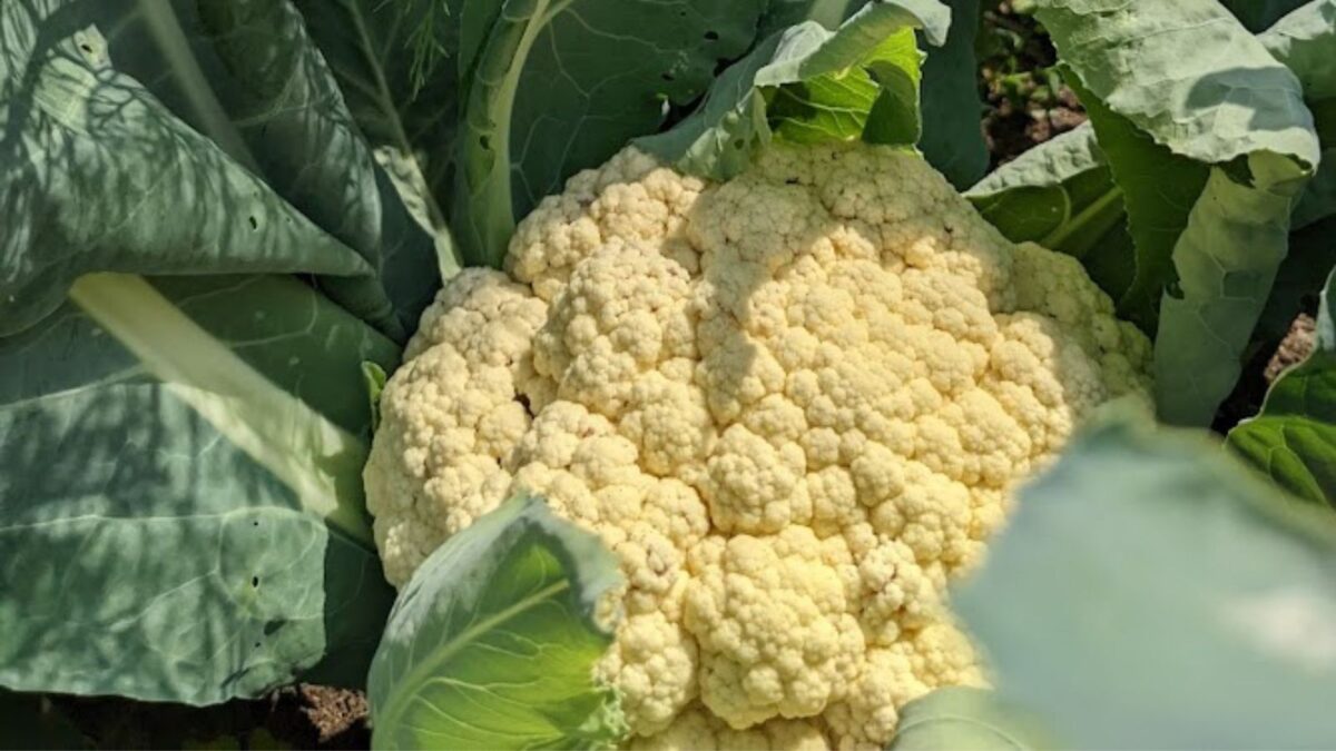 cauliflower ready to harvest.