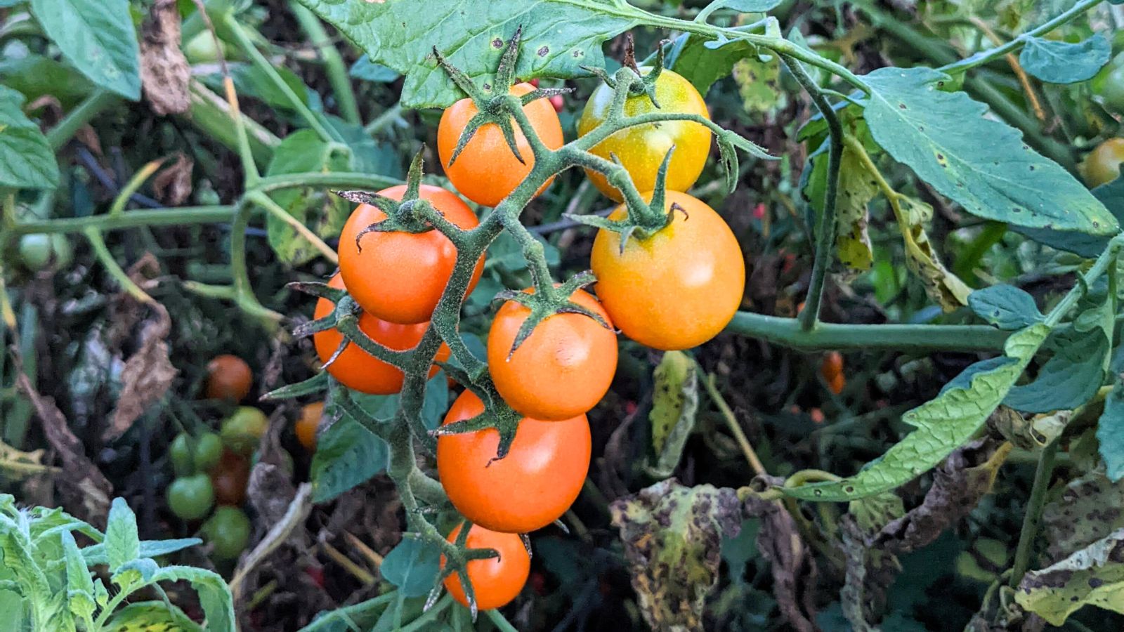 orange colored cherry tomatoes on the vine, ready to harvest.