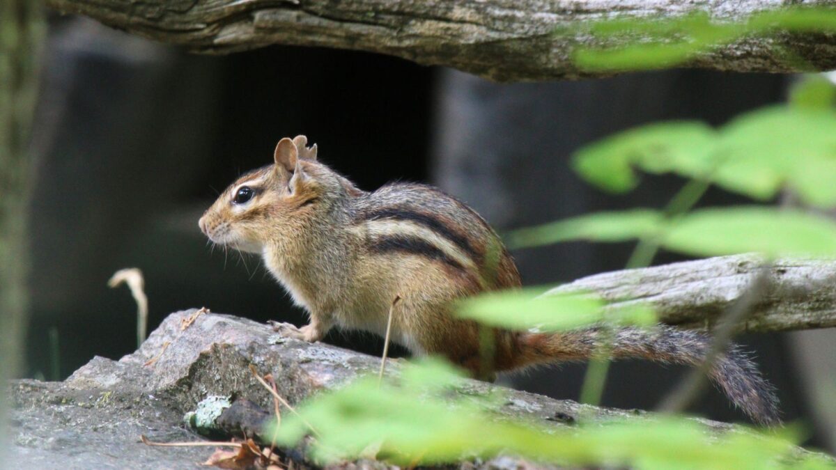 chipmunk on a branch. 