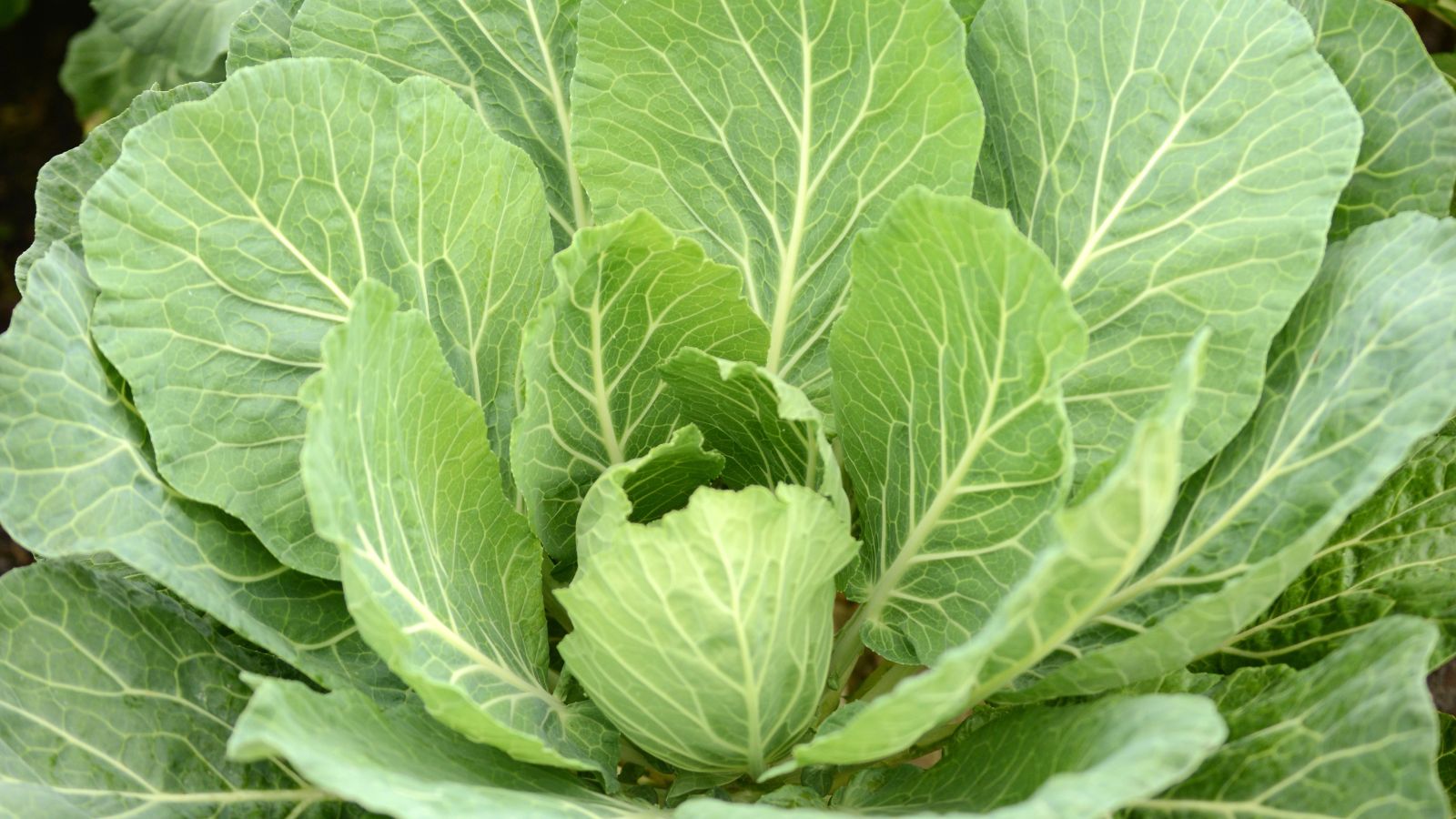 collard greens.