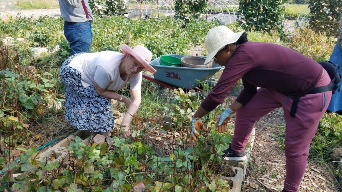 women working in a community garden