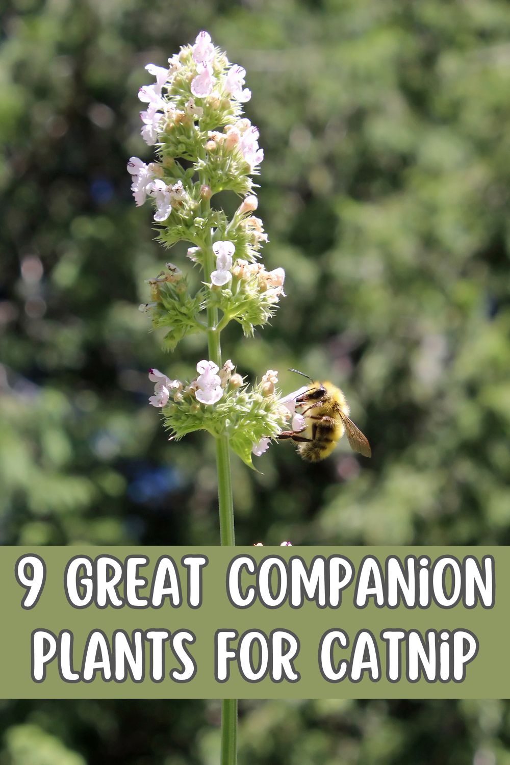 9 Great Companion Plants for Catnip.