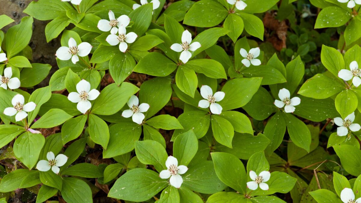 creeping dogwood.