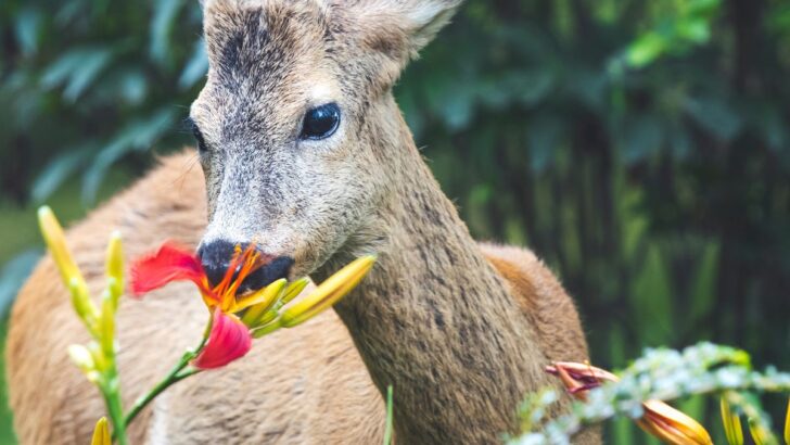 Your Worst Garden Enemies and How to Get Rid of Them