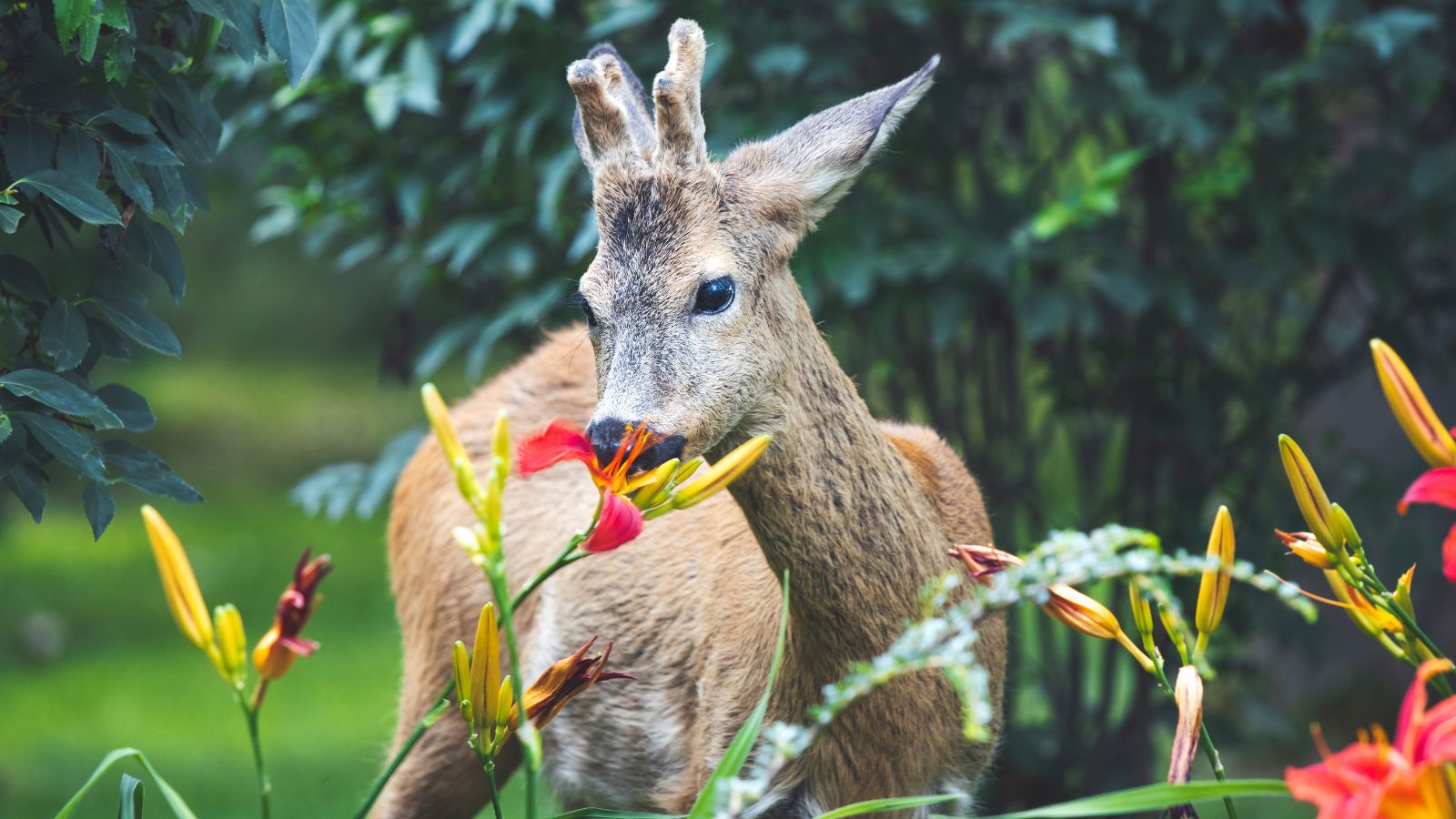 deer eating lilies.