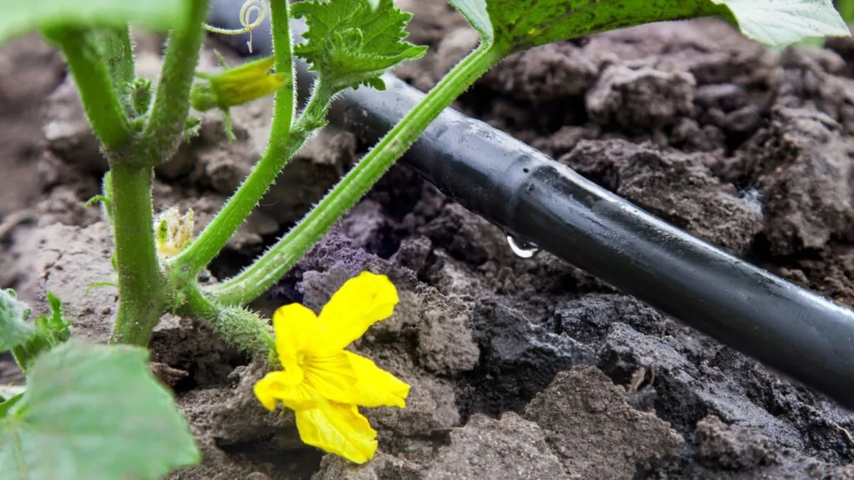 drip irrigation system next to a cucumber plant