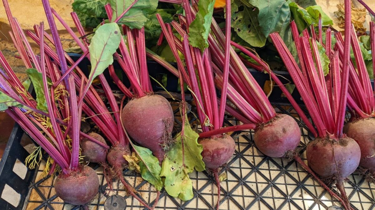freshly picked beets.