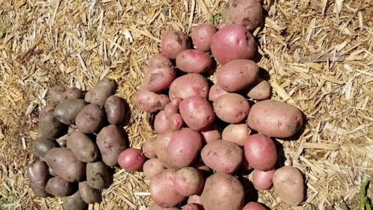 freshly picked potatoes.