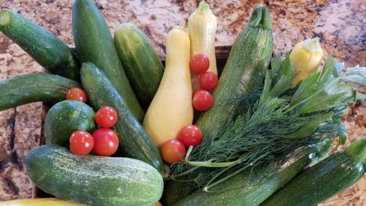 a box of freshly picked vegetables: zucchini, cucumbers, tomatoes and dill.