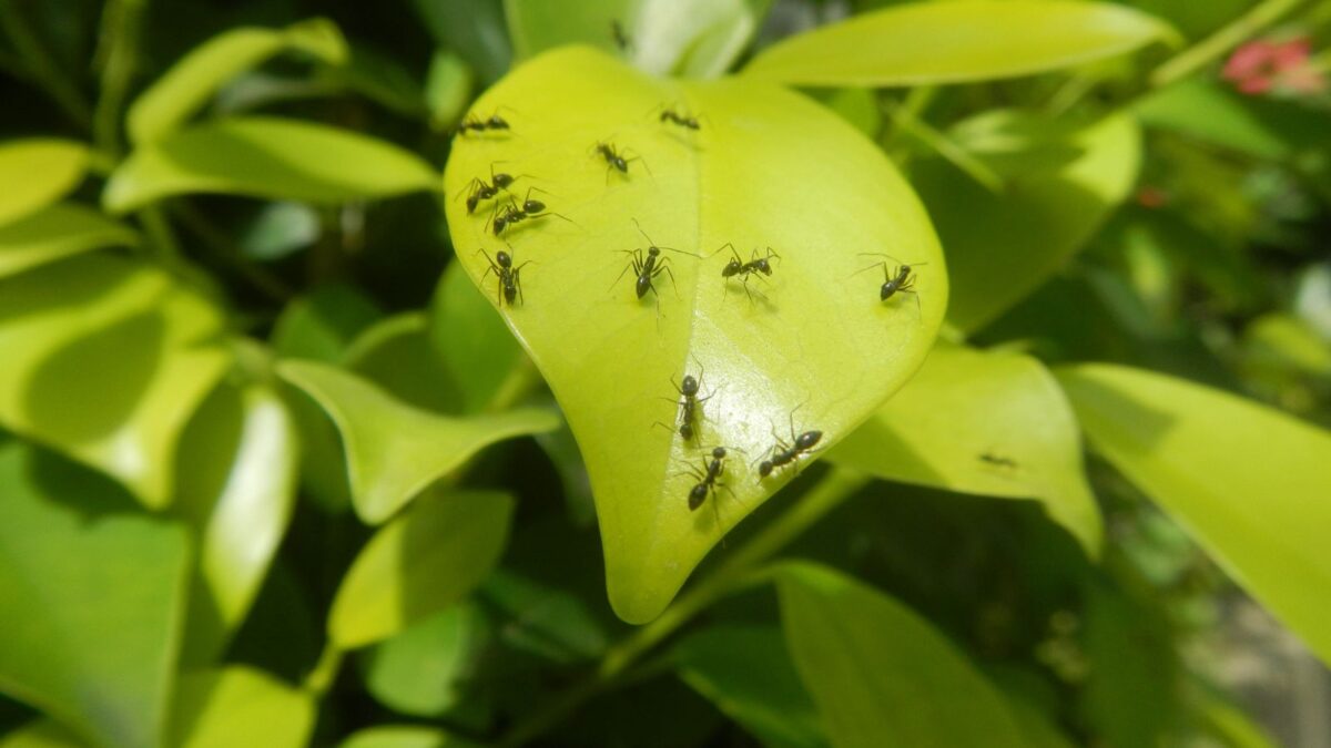 garden ants on bright green leaves.