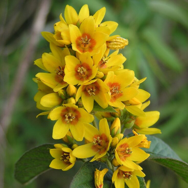 Garden loosestrife flowers.