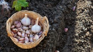 Cloves of garlic in wicker basket on black soil background in autumn time