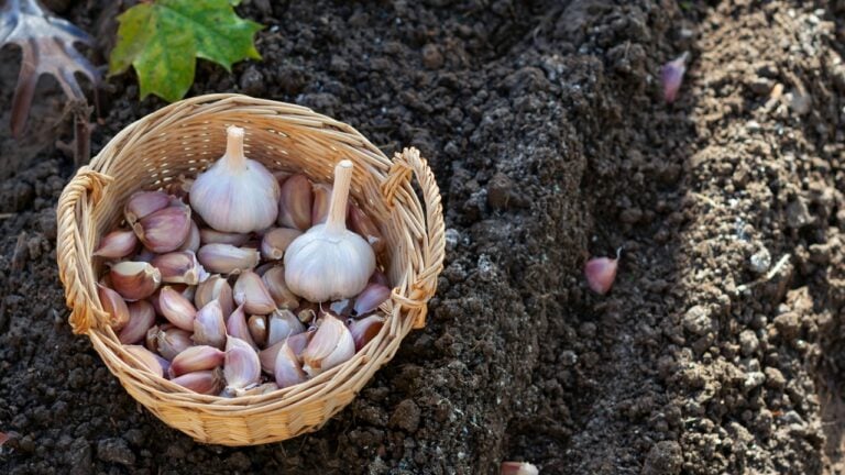 Cloves of garlic in wicker basket on black soil background in autumn time