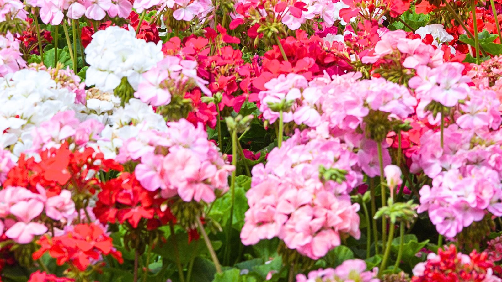 red, white, and pink geraniums.
