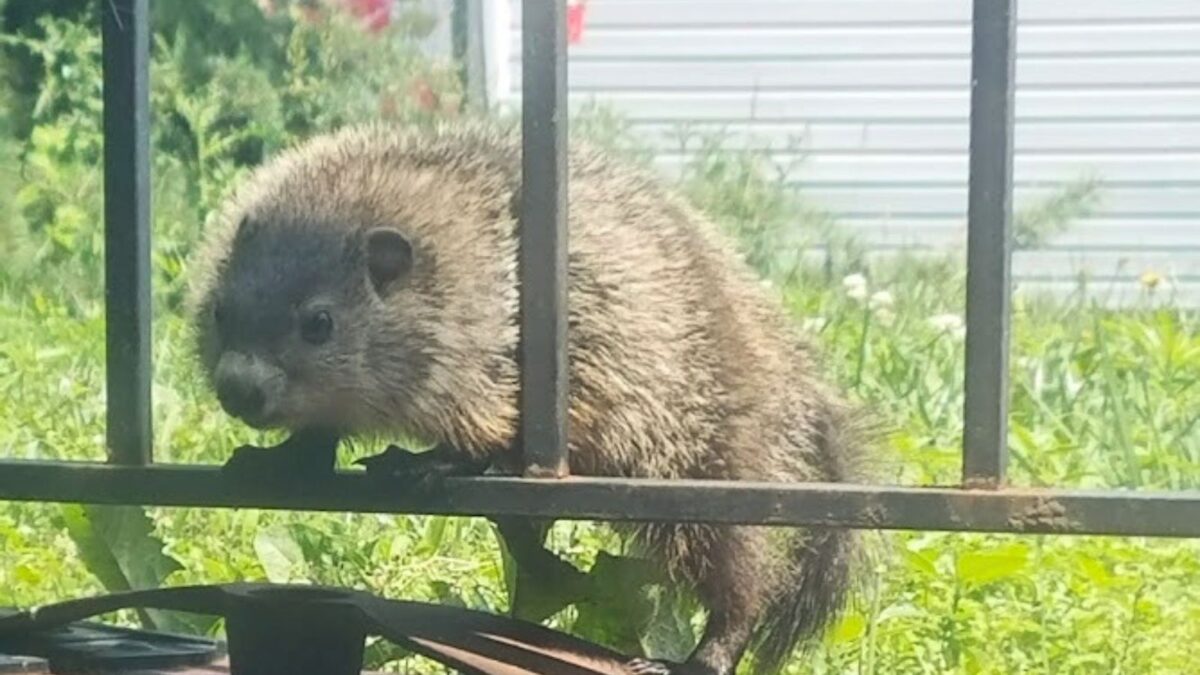Groundhog exploring around my garden.