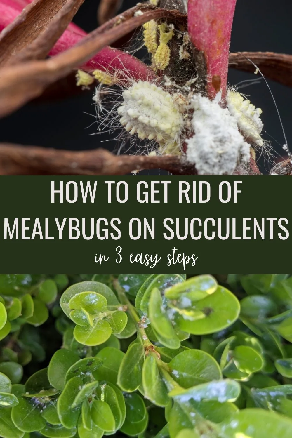 How to Get Rid of Mealybugs on Succulents in 3 Easy Steps.