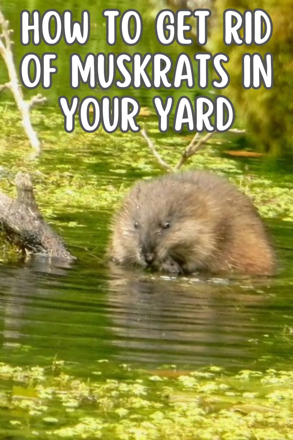 how to get rid of muskrats in your yard. 