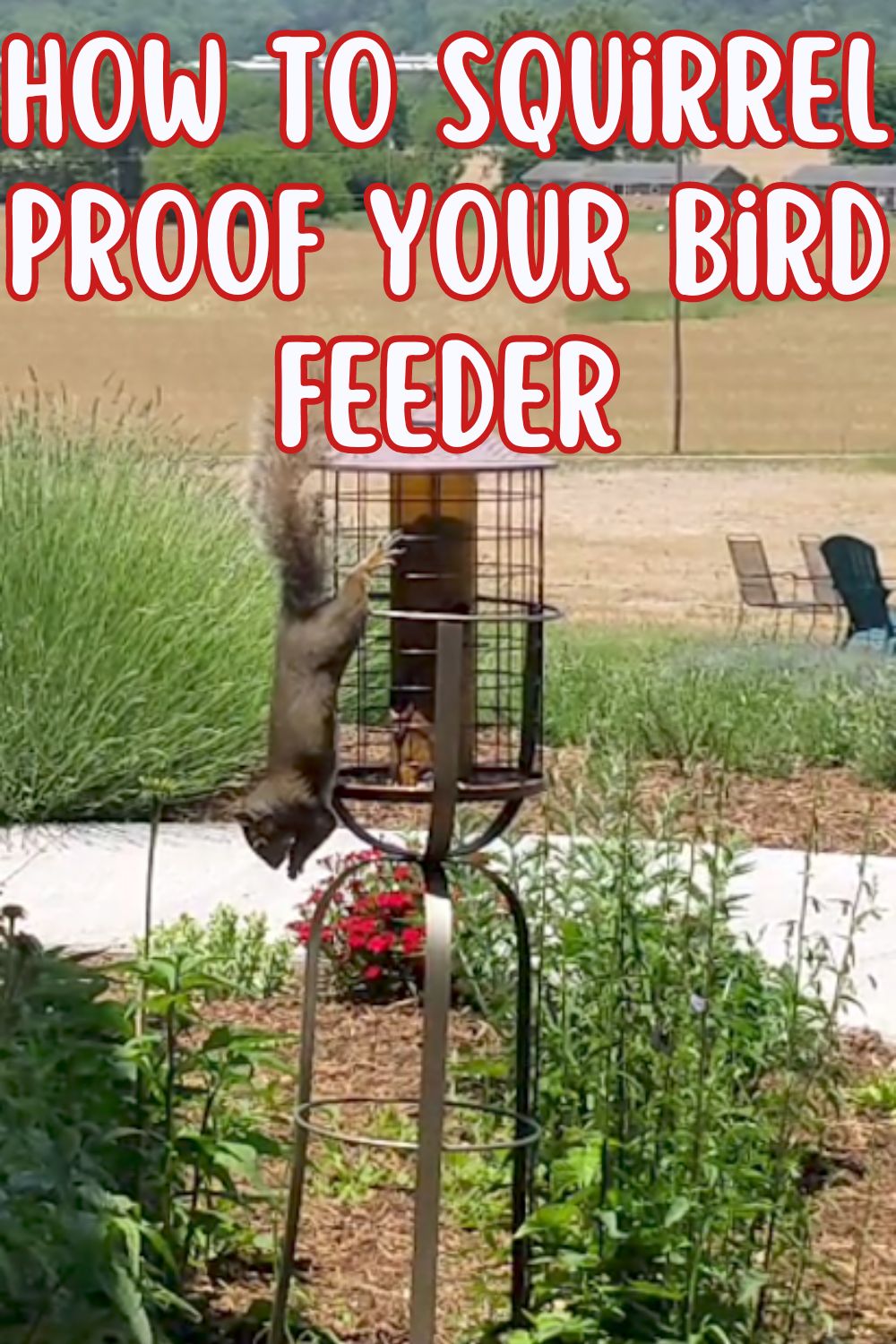How To Squirrel Proof Your Bird Feeder.