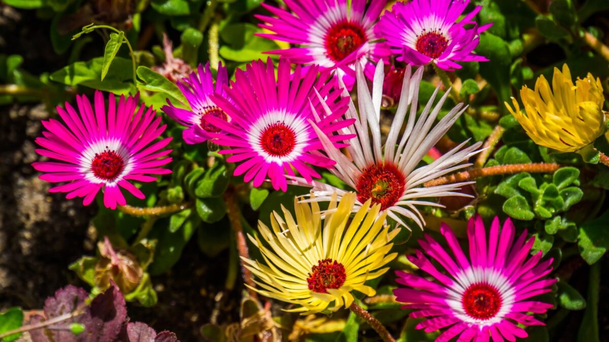 ice plant flowers.