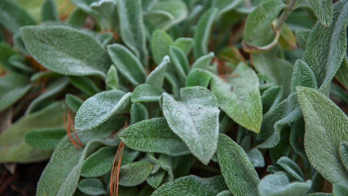 lamb's ear plant. 