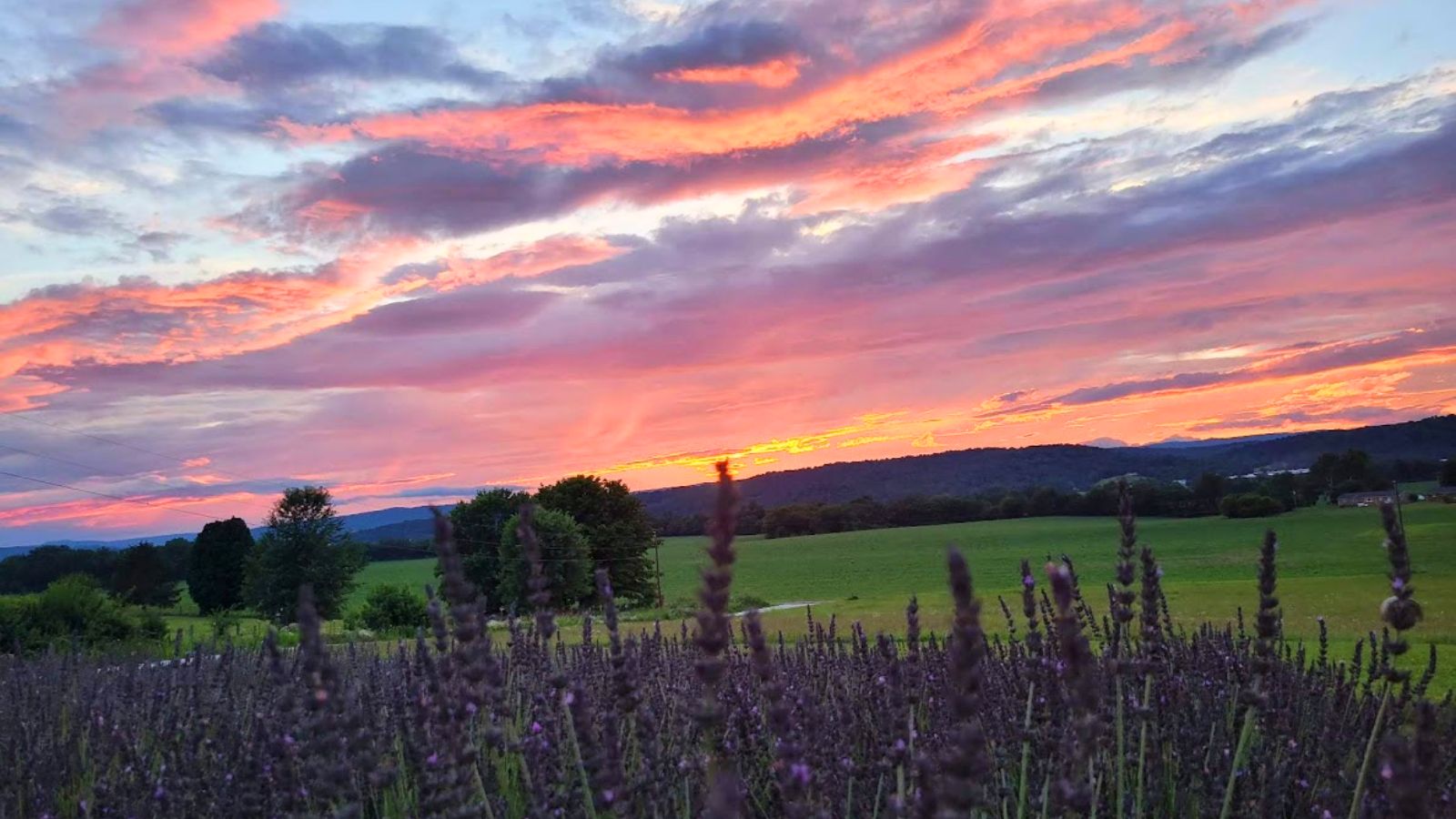 lavender field at sunset.